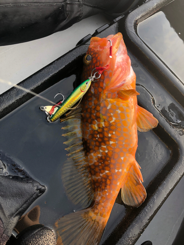 アコウの釣果