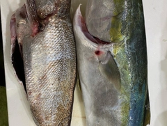 クログチの釣果