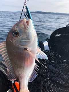 ヘダイの釣果