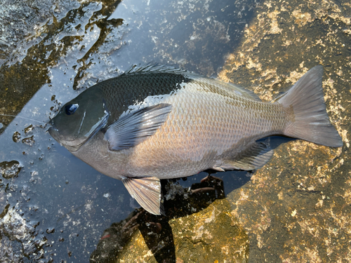 メジナの釣果