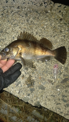 メバルの釣果