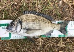 ミナミクロダイの釣果