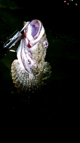 カジカの釣果