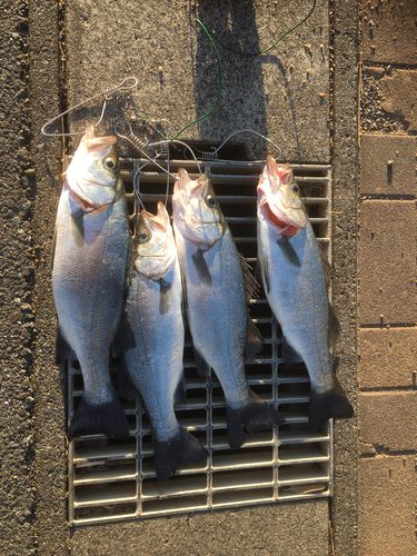 ヒラスズキの釣果