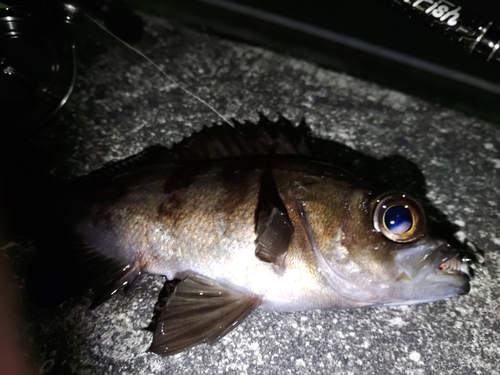 メバルの釣果