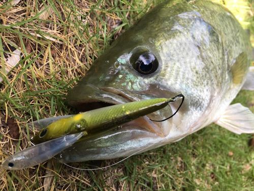 ブラックバスの釣果