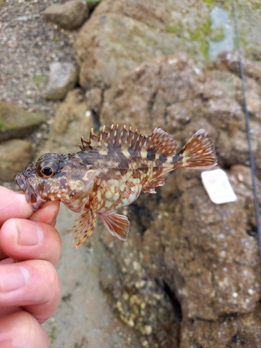 カサゴの釣果