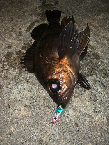 メバルの釣果