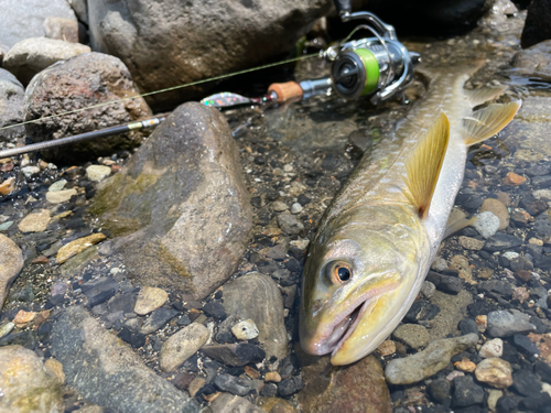 アメマスの釣果