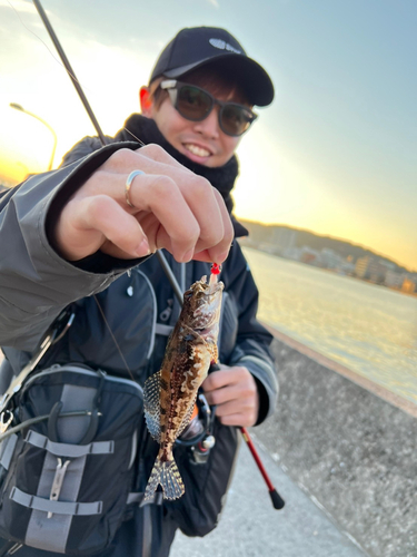 アナハゼの釣果