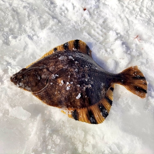 カワガレイの釣果