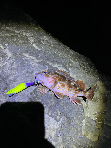 ヤリイカの釣果