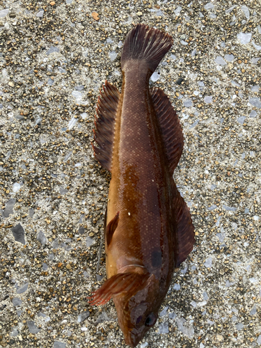 アイナメの釣果