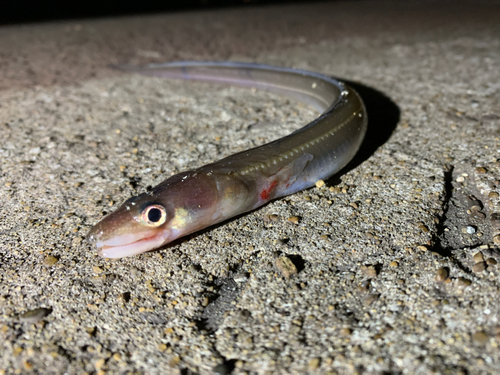 マアナゴの釣果