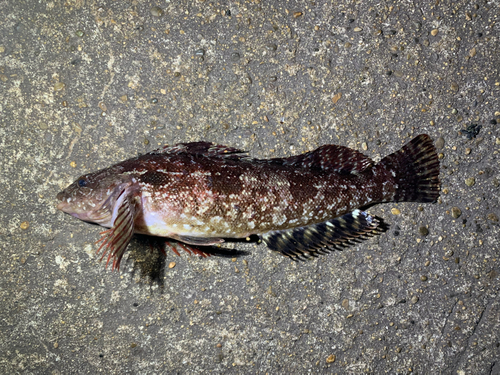 アイナメの釣果