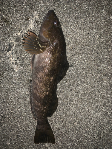 アイナメの釣果