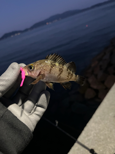 メバルの釣果