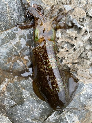 アオリイカの釣果