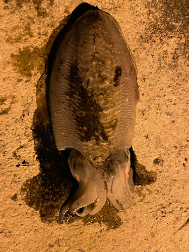 コウイカの釣果