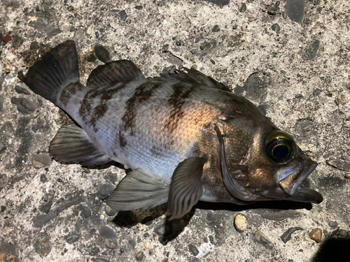 メバルの釣果