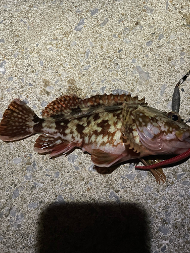 カサゴの釣果