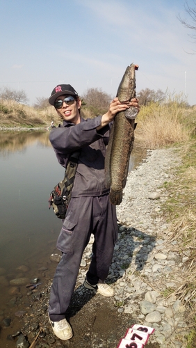 ライギョの釣果