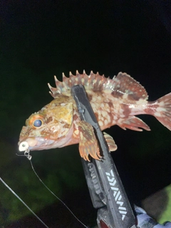 カサゴの釣果