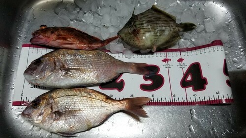 タイの釣果