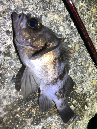 クロメバルの釣果