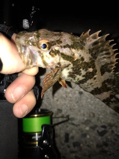 タケノコメバルの釣果