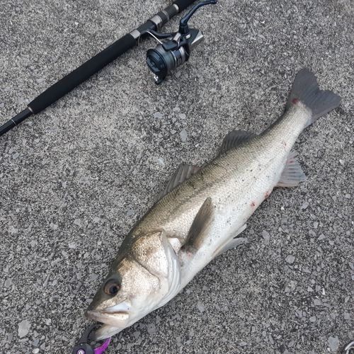 スズキの釣果