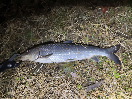 ニゴイの釣果