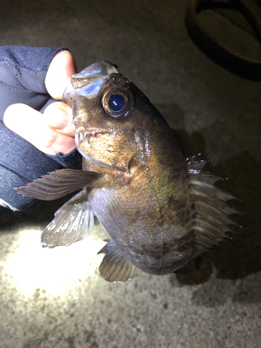 メバルの釣果