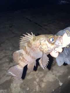 メバルの釣果