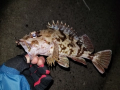 カサゴの釣果