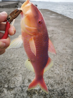 オジサンの釣果