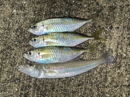 アジの釣果