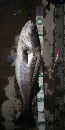 タイリクスズキの釣果