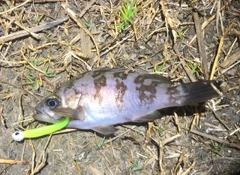 シロメバルの釣果