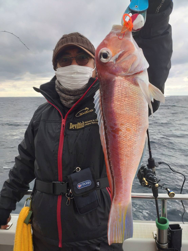 アマダイの釣果