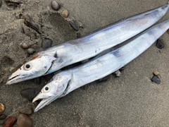 タチウオの釣果