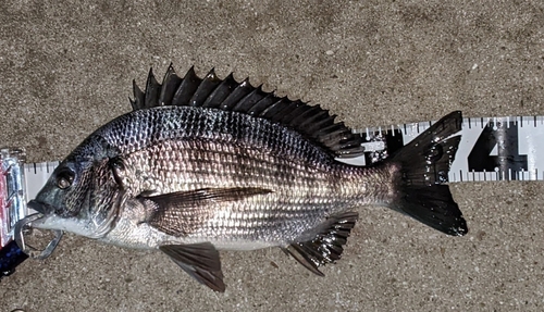 クロダイの釣果