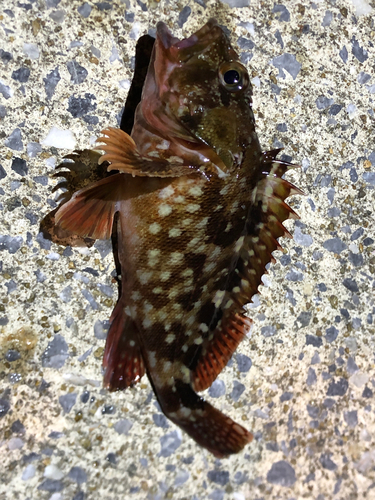 カサゴの釣果