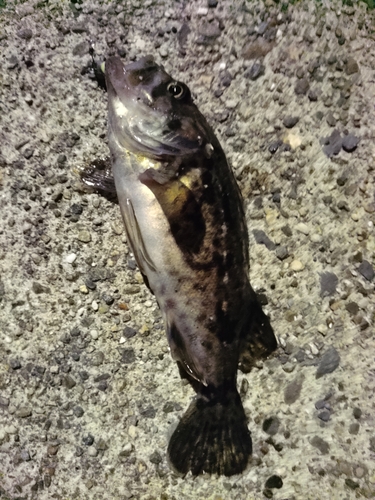 タケノコメバルの釣果