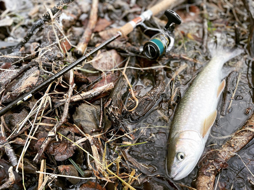 アメマスの釣果