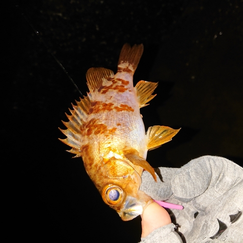 メバルの釣果