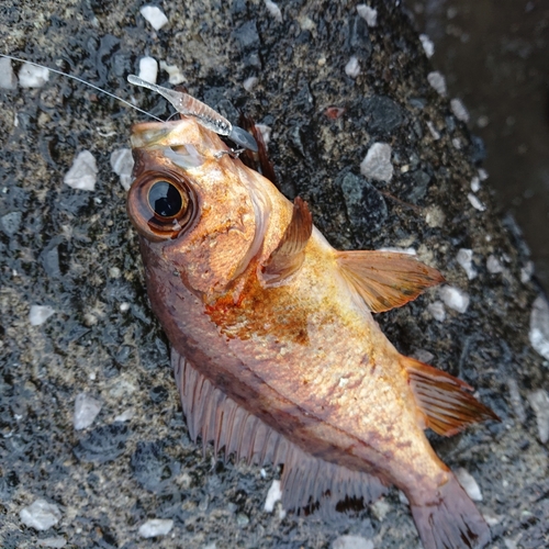 メバルの釣果