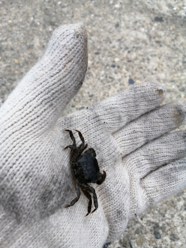 カニの釣果