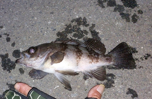 メバルの釣果