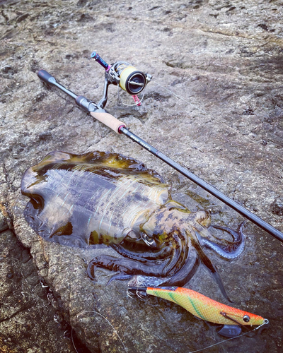 アオリイカの釣果